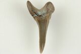Fossil Shark (Cretodus) Tooth - Carlile Shale, Kansas #203283-1